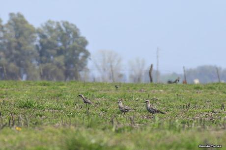 Recién llegados de la tundra ártica
