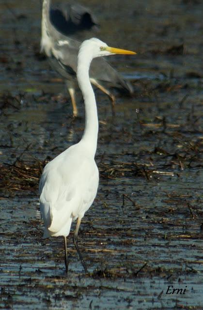 DELTA DEL EBRO EN FAMILIA