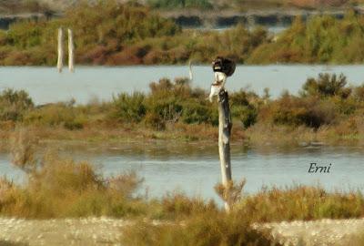 DELTA DEL EBRO EN FAMILIA