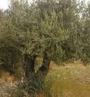 Conoce las propiedades de las hojas de olivo.