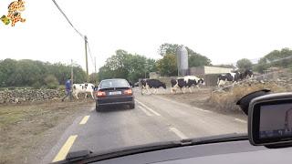 Alquilar coche y conducir por Irlanda