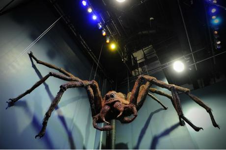 Araña gigante asusta a los desprevenidos