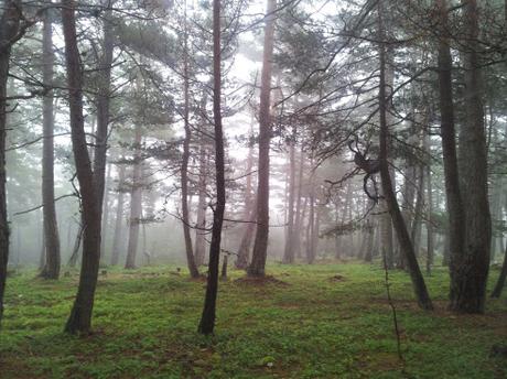 bosque-setas-otoño-silvan-nature