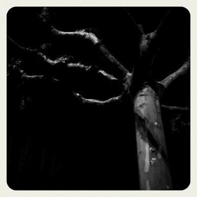 árboles nocturnos
