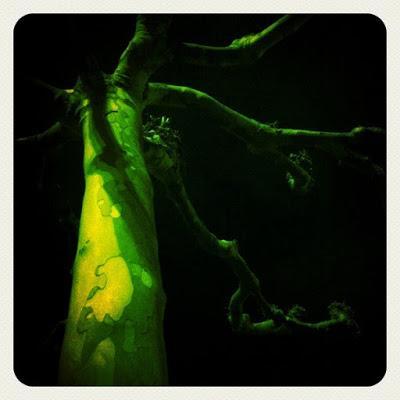 árboles nocturnos