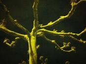 árboles nocturnos