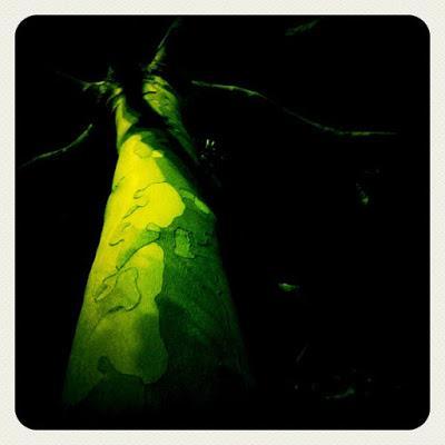 árboles nocturnos