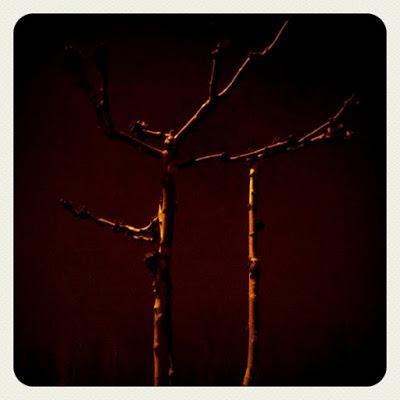 árboles nocturnos