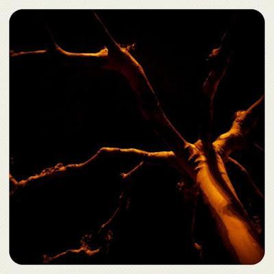 árboles nocturnos