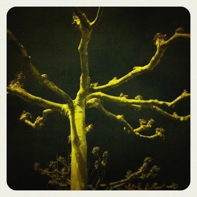 árboles nocturnos