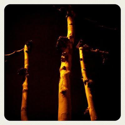 árboles nocturnos
