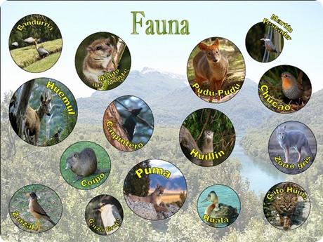 El parque nacional Los Alerces ostenta y resguarda simultáneamente encantadores bosques de alerces milenarios.