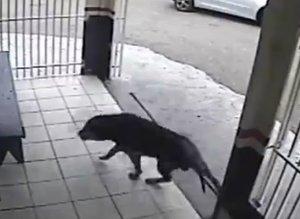 El perro más afortunado del mundo escapa de la muerte por muy poco