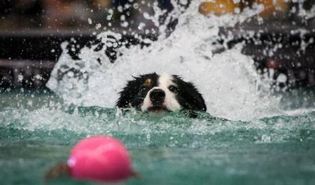 Dortmund es el nuevo anfitrión del campeonato europeo de buceo de perros