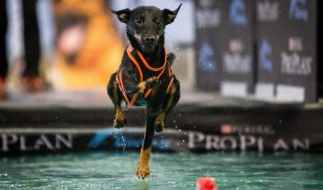 Dortmund hosts Euro dog diving championship