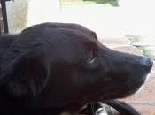 Años perros, años humanos.