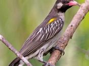 gran indicador ayuda encontrar miel