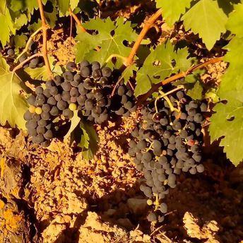 Tempranillo ribereño 2015