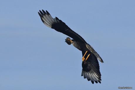 Carancho carroñeando de una tararira
