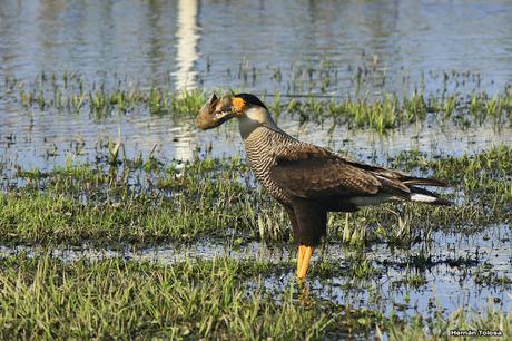 Carancho carroñeando de una tararira