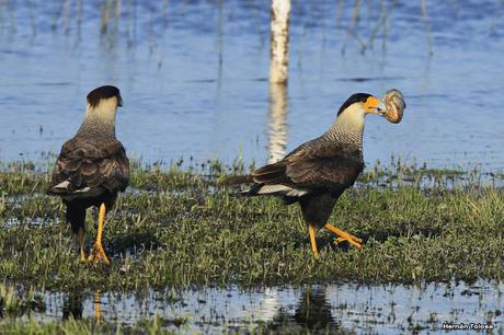 Carancho carroñeando de una tararira