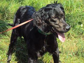 Amy de paseo un sábado cuando estaba aún en la protectora