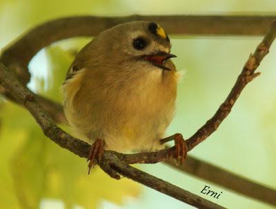 REYEZUELO SENCILLO (Regulus regulus) EN SANTOÑA