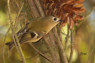 REYEZUELO SENCILLO (Regulus regulus) EN SANTOÑA