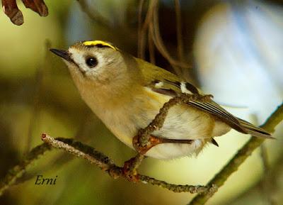 REYEZUELO SENCILLO (Regulus regulus) EN SANTOÑA