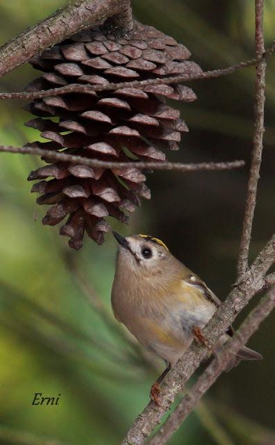 REYEZUELO SENCILLO (Regulus regulus) EN SANTOÑA