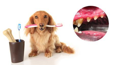 El sarro y sus efectos en los órganos del perro