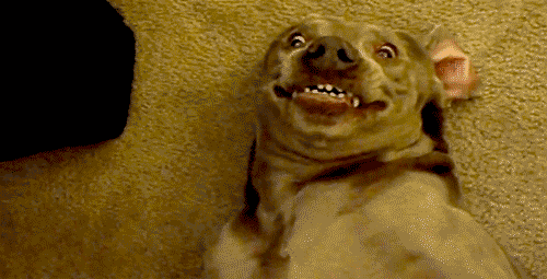 perro sonriendo gif