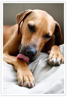 perro lamiéndose perro-lame-pata