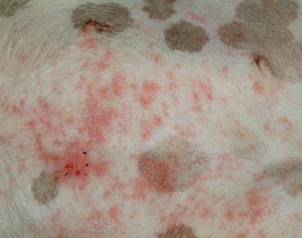 dermatitis por picadura de pulga dermatitis-picadura-pulga-perros