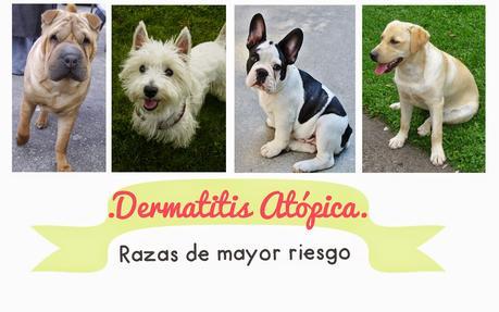 Razas propensas a la dermatitis atòpica razas-propensas-dematitis-atopica