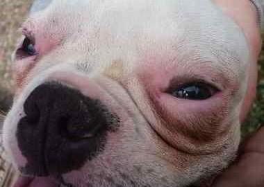 dermatitis por intolerancia a alimentos en perros perro-dermatitis-alergia-alimentos