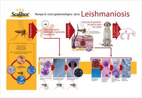 ¿Sabes cómo prevenir la Leishmania?