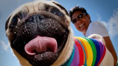 pug en la playa pug-playa