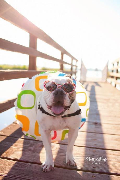 Por qué no llevar a tu perro a la playa en verano Por qué no llevar a tu perro a la playa en verano