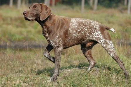 pointer pointer