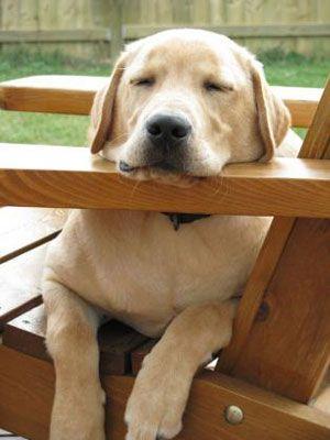 labrador-duerme-silla