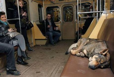 perros-metro-rusia