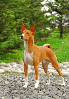 basenji
