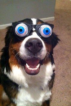 perro-gafas-ojos-saltones