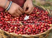 ¿Qué Comercio Justo?