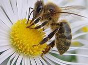 ¿Qué significa soñar abejas?
