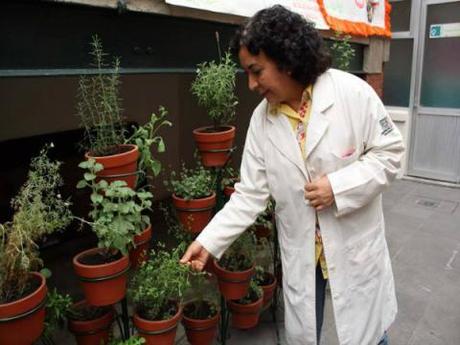 Yucatán preserva complejo sistema ancestral de medicina tradicional