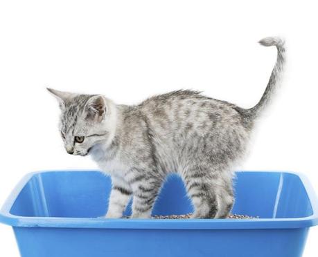 Escoger una caja y arena adecuada es un paso importante para todo dueño de gatos
