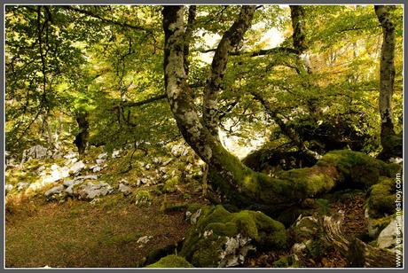 Lagos de Covadonga: Bosque Palomberu