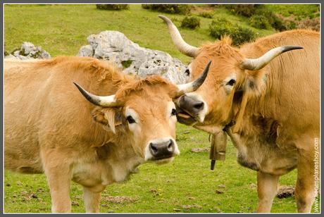 Vacas en Lagos de Covadonga